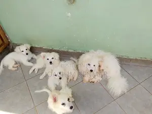 3-6 months Female Mixed Breed Maltese