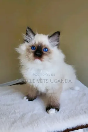 1-3 months Male Purebred Ragdoll
