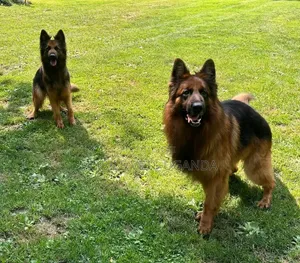 1+ year Male Purebred German Shepherd