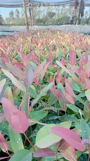 Eucalyptus