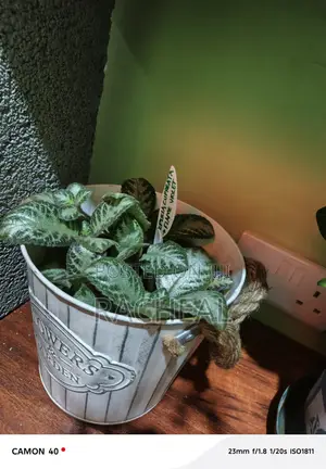 Episcia Cupreata - Flame Voilet