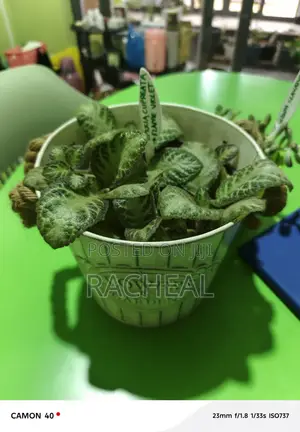 Episcia Cupreata - Flame Voilet