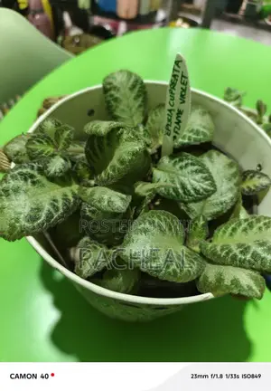 Episcia Cupreata - Flame Voilet