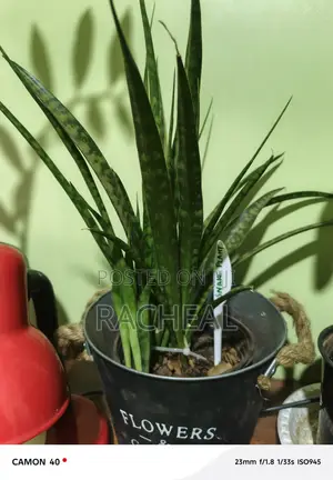 Snake Plants