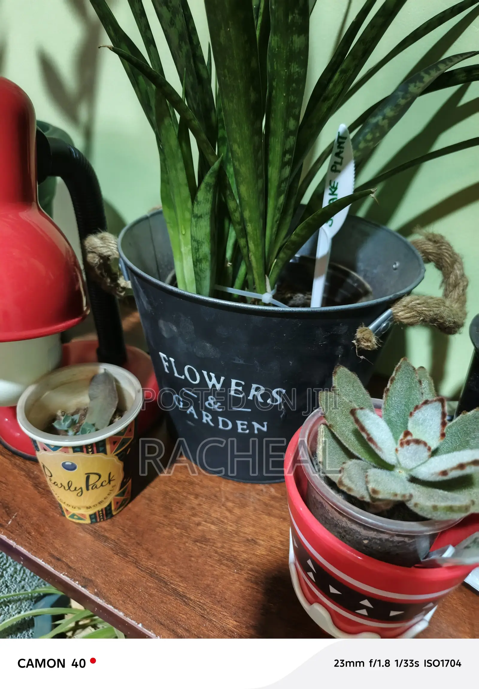 Snake Plants