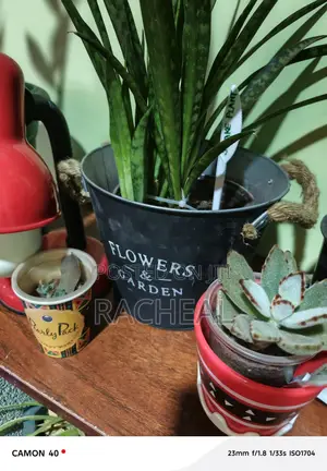 Snake Plants