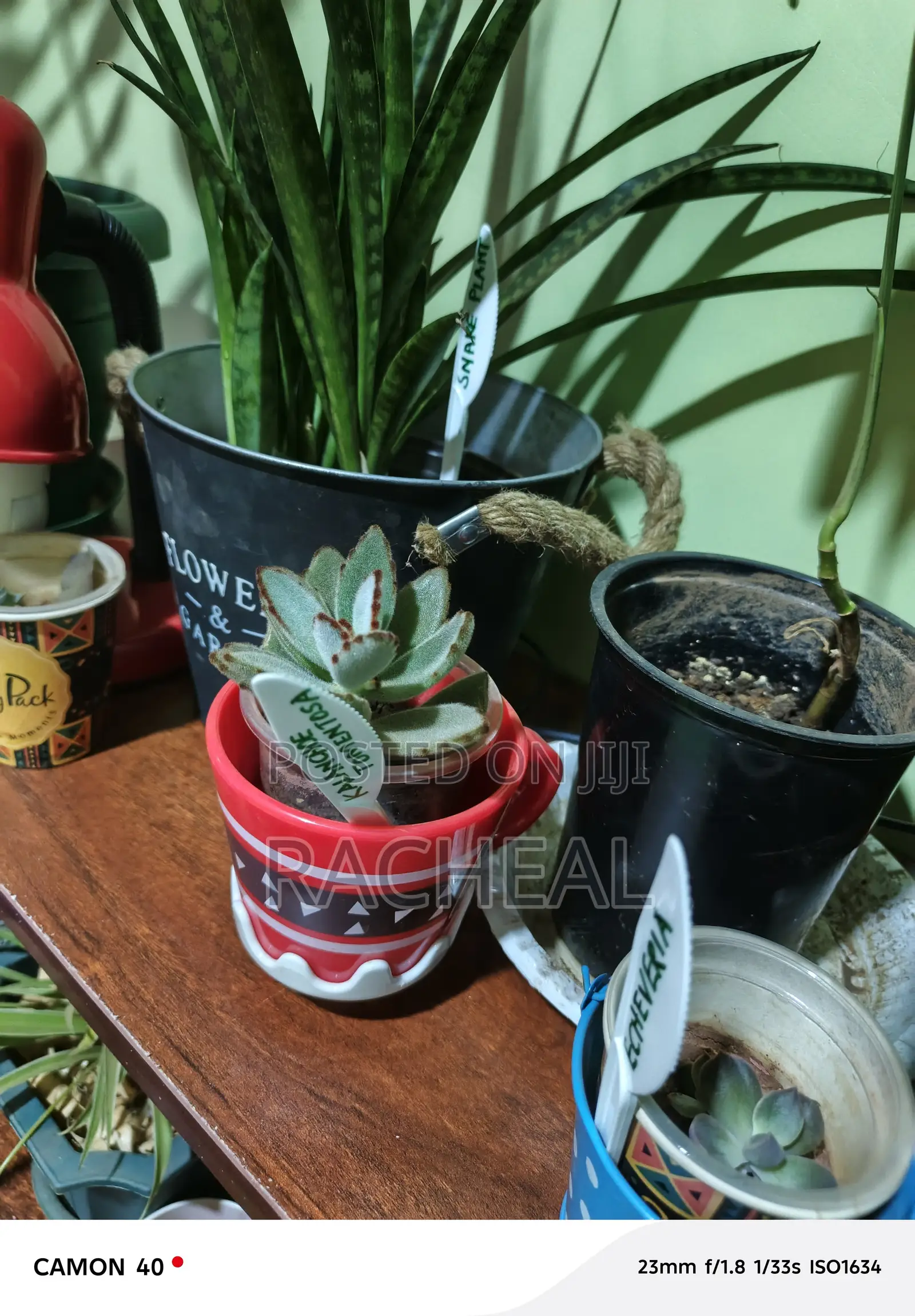 Snake Plants
