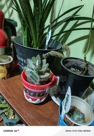 Snake Plants