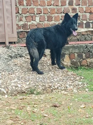 6-12 months Female Purebred German Shepherd