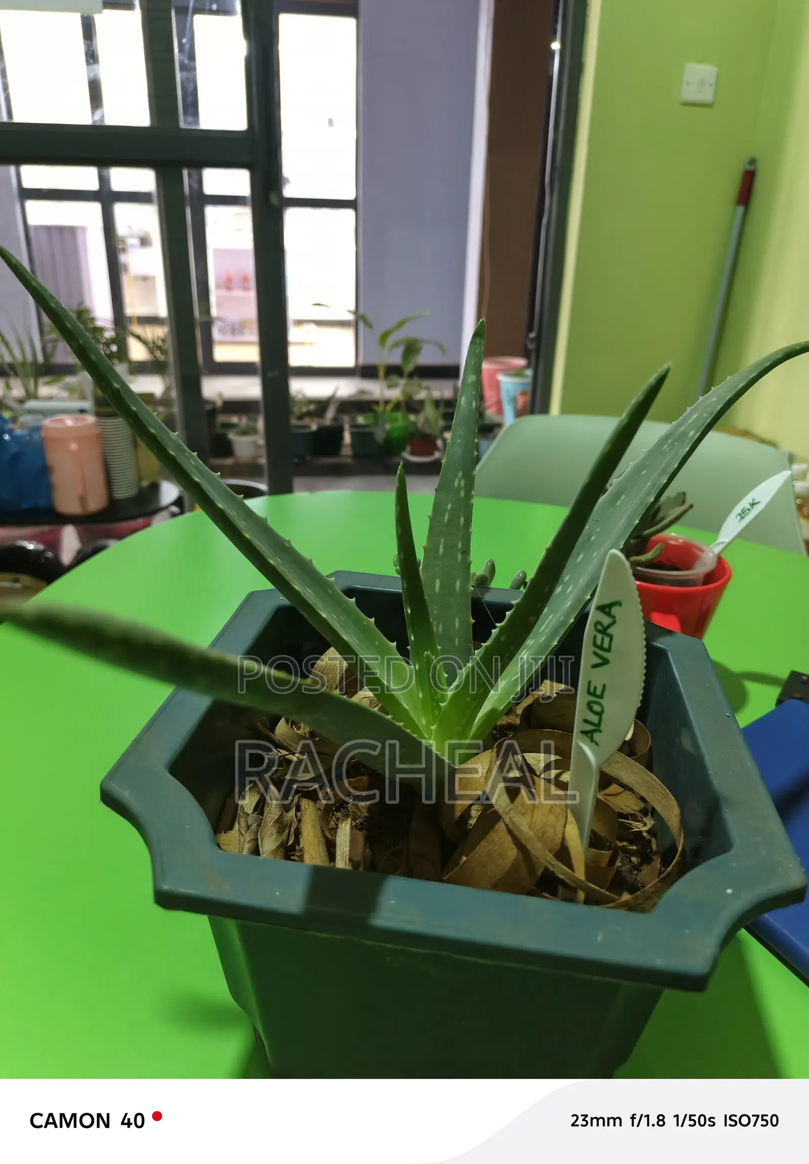 Aloe Vera Plants