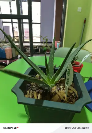 Aloe Vera Plants