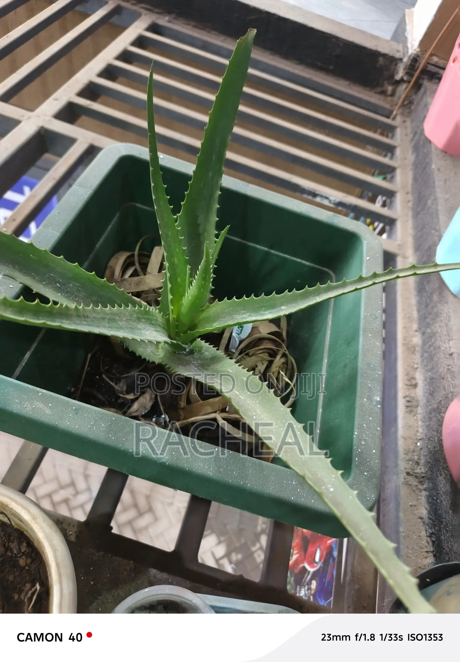 Aloe Vera Plants
