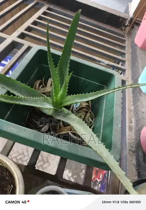 Aloe Vera Plants