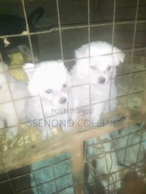 1-3 months Female Purebred Japanese Spitz