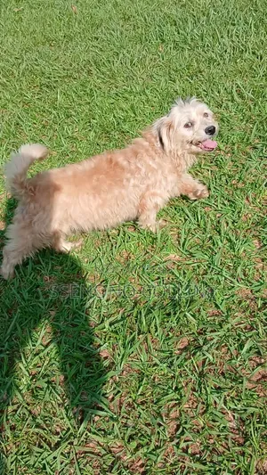 3-6 months Male Purebred Maltese