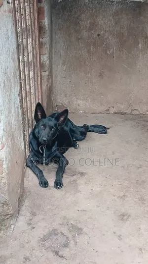 6-12 months Male Purebred German Shepherd