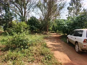 14 Acres in Kikyusa Luwero District at Only 10m Per Acre.