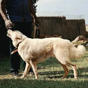 1+ year Male Purebred Siberian Husky