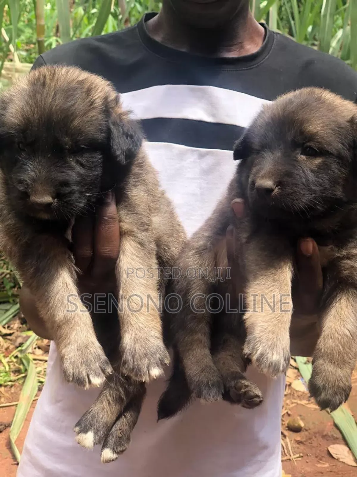 1-3 months Male Purebred German Shepherd