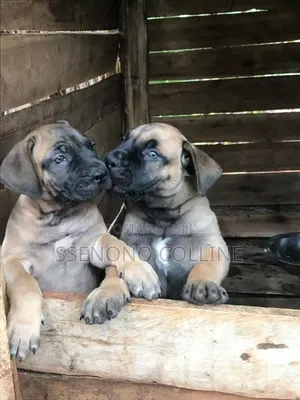 1-3 months Male Purebred Boerboel