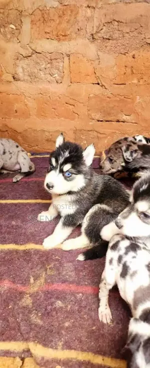 1-3 months Male Purebred Siberian Husky