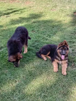 1-3 months Male Purebred German Shepherd