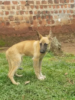 3-6 months Male Purebred German Shepherd