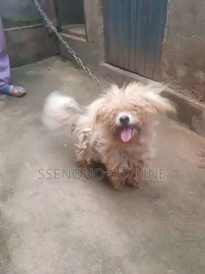 6-12 months Female Purebred Maltese