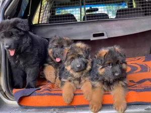 1-3 months Male Purebred German Shepherd