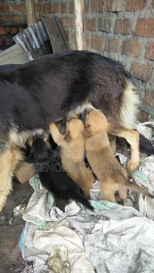1-3 months Male Mixed Breed German Shepherd