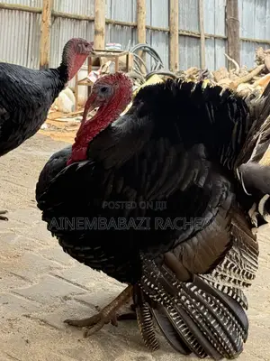 Turkeys Available for Sale at Ariho Mixed Farm Rushere Kiruhura
