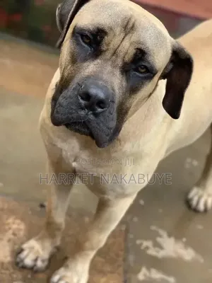 3-6 months Male Purebred Boerboel