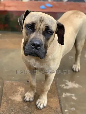 3-6 months Male Purebred Boerboel