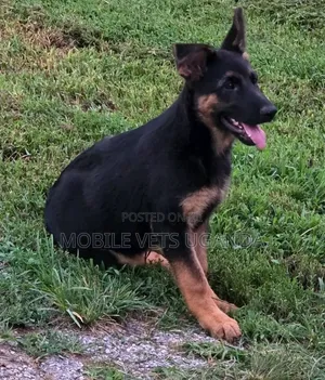 3-6 months Male Purebred German Shepherd