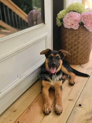 1-3 months Male Purebred German Shepherd