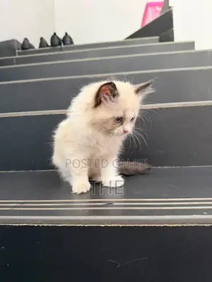 1-3 months Male Purebred Ragdoll