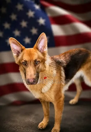 3-6 months Female Purebred German Shepherd
