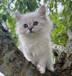 1-3 months Male Purebred Ragdoll