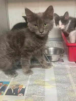 1-3 months Female Purebred Ocicat