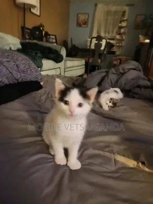 1-3 months Female Purebred Balinese