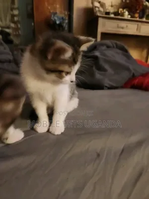 1-3 months Female Purebred Birman