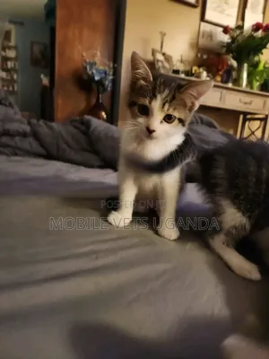 0-1 month Male Purebred Exotic