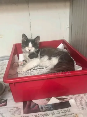 3-6 months Male Purebred Bombay