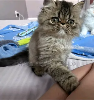 1-3 months Female Purebred Persian