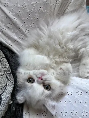 1-3 months Female Purebred Ragdoll