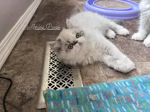 1-3 months Female Purebred Ragdoll