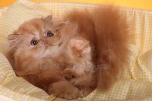 3-6 months Female Purebred Persian