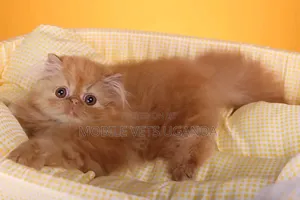 0-1 month Female Purebred Persian