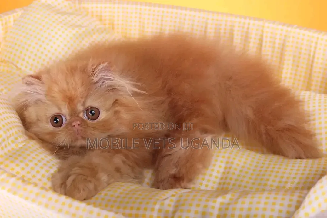 1-3 months Female Purebred Persian