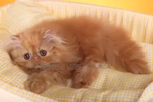 1-3 months Female Purebred Persian